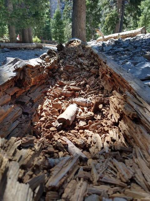 Sasquatch - secretsasquatch OnlyFans