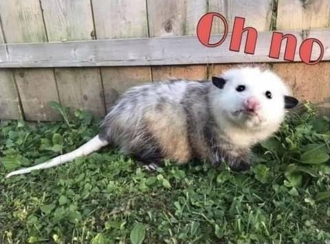 Space Sloth - spacesloth OnlyFans