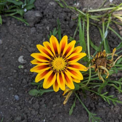 satans.girl.scout nude