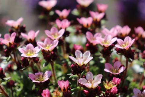 Mousie - mousiexox OnlyFans