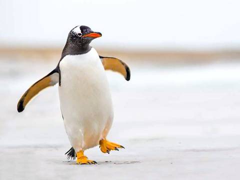 penguin99122