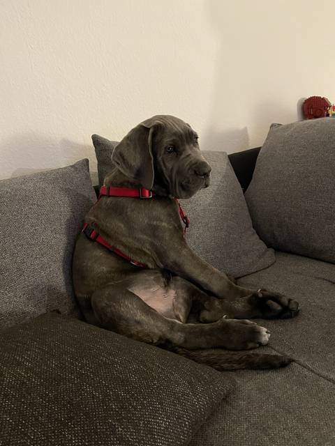 uwethecanecorso