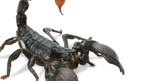 grenadedipharaoh nude