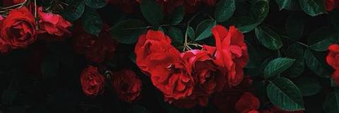 Dominican Queen🇩🇴🇹🇹 - redominicandoll OnlyFans