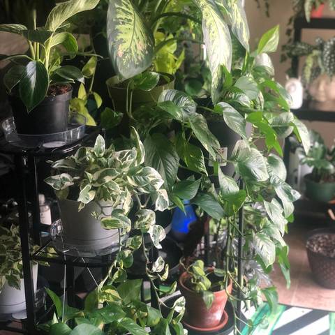 MelaninRex - melaninrex OnlyFans