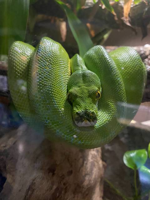 xoxowinterwonderland nude