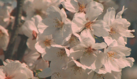 humanlepidoptera nude