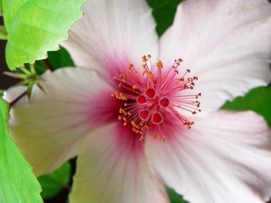 Mia - mia.rosemary OnlyFans