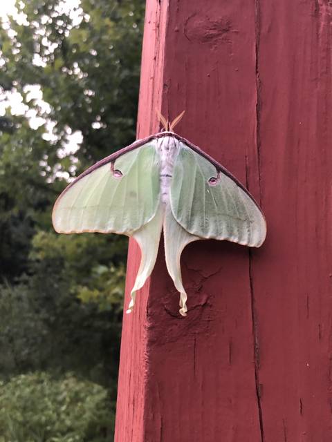 butterflyandmarishka nude