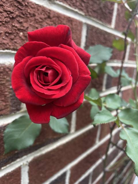 princesslili223 nude