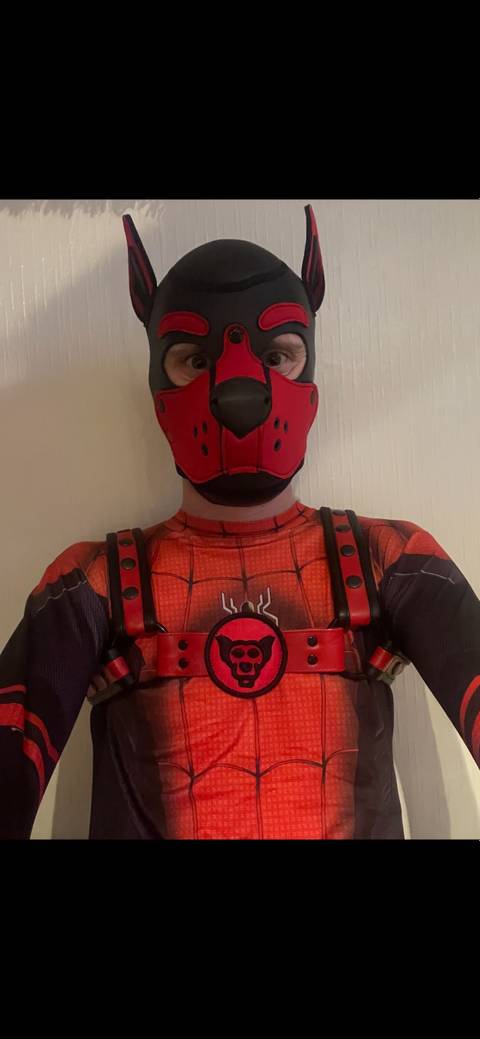 spidey-pup