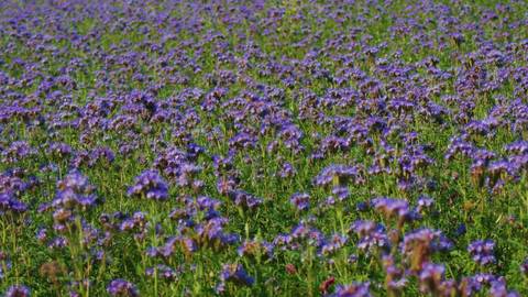 violetteft