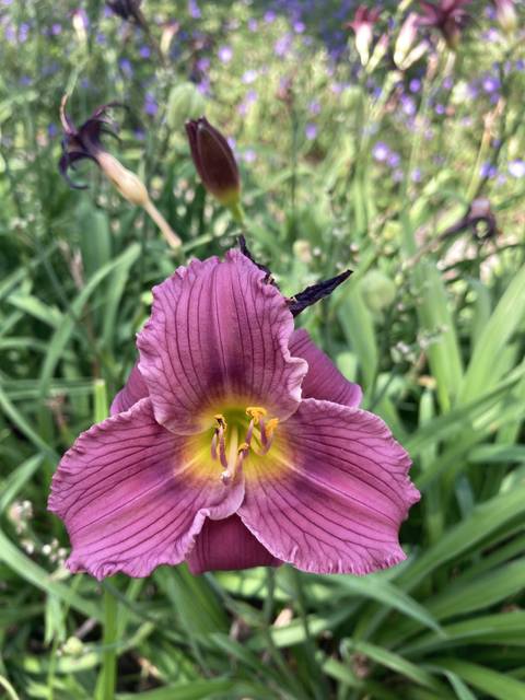 May - asian_baby_girl_1 OnlyFans