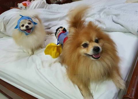pompomtheking