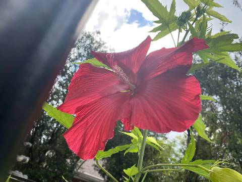 Mimi May - mimimaycandy OnlyFans