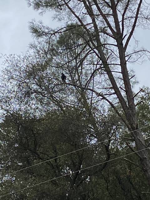 damsel.in.despair nude