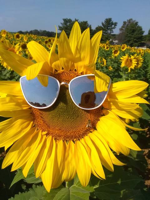 lovelylilsinflower nude