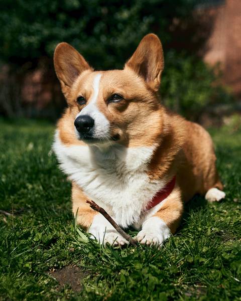 @charlesthecorgi