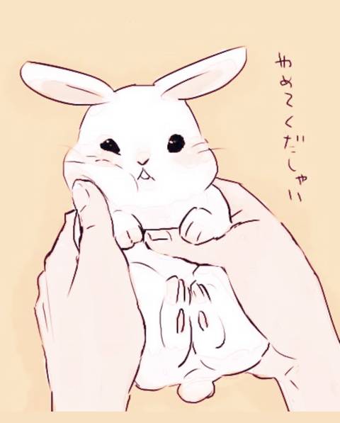 solobunny