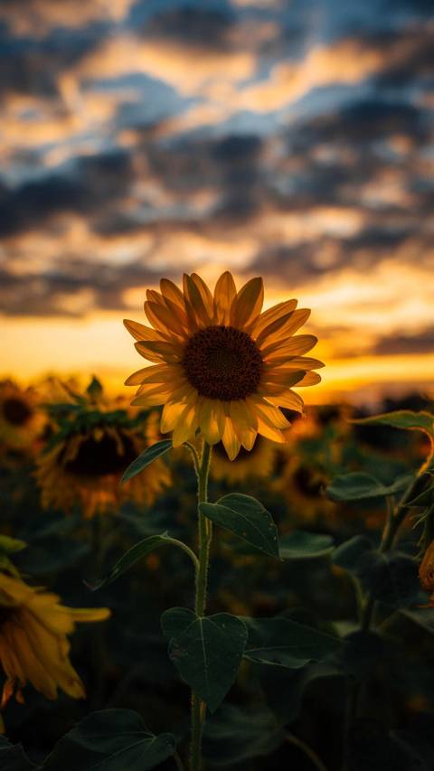 @sunflower057