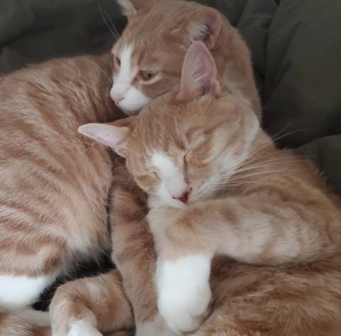 cuddlycats