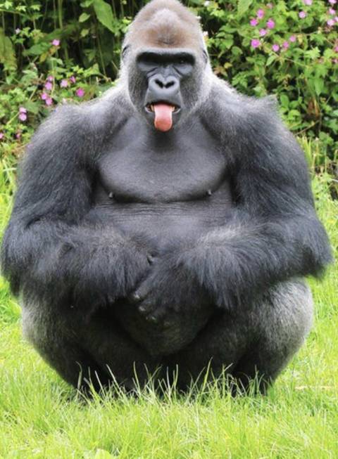 gorilladickin404