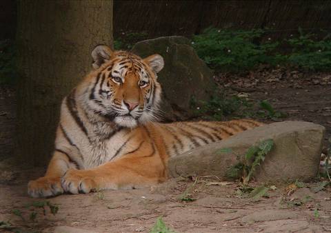 hoppercricket123 nude