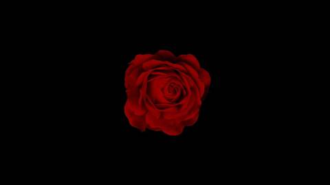 @scarlett_roseexo nude scarlett_roseexo nude