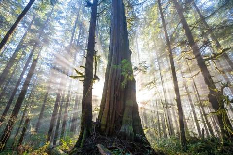 @bigcedar305 nude bigcedar305 nude