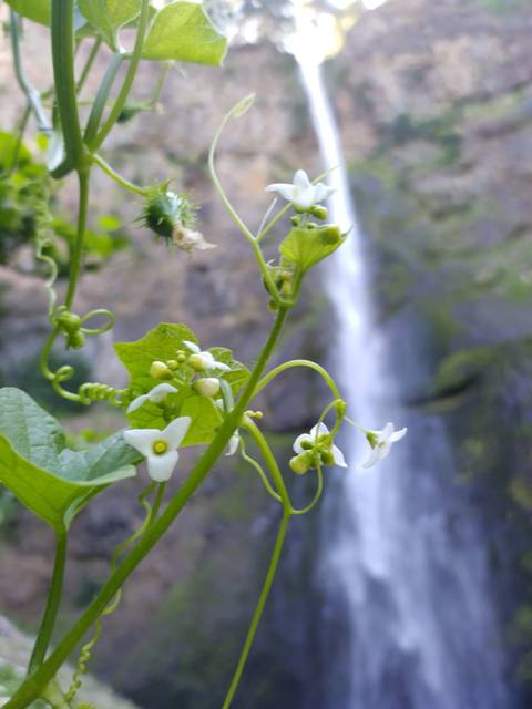 @onethebadwolf nude onethebadwolf nude