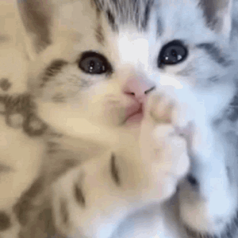 @fluffymod @fluffymod