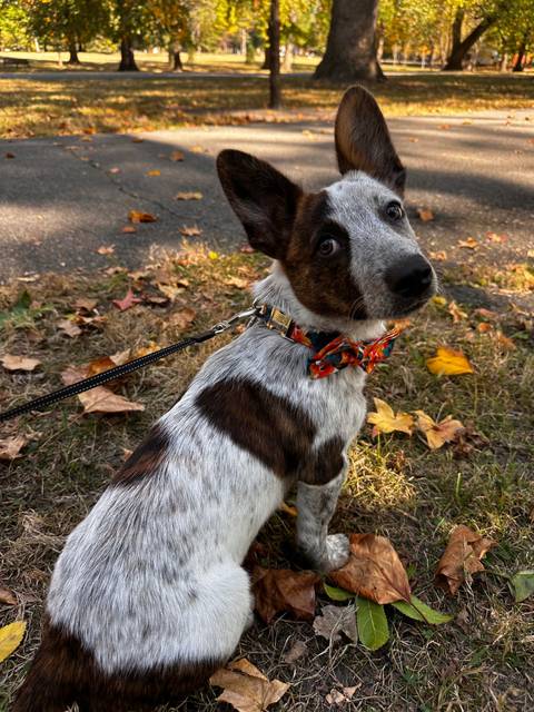 @cooperthecowboycorgi nude cooperthecowboycorgi nude