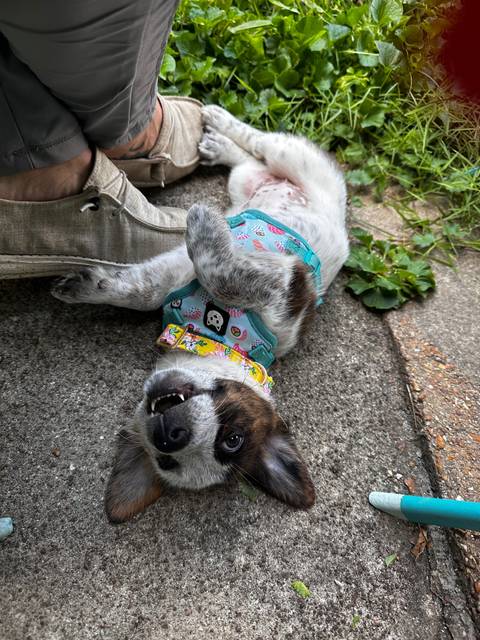 @cooperthecowboycorgi @cooperthecowboycorgi