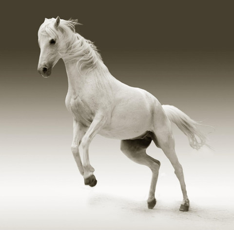 Horse_xxl profile picture