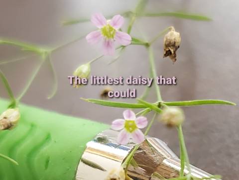 @smoldaisy89 nude smoldaisy89 nude