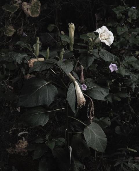 @belladonna_intoxicated nude belladonna_intoxicated nude