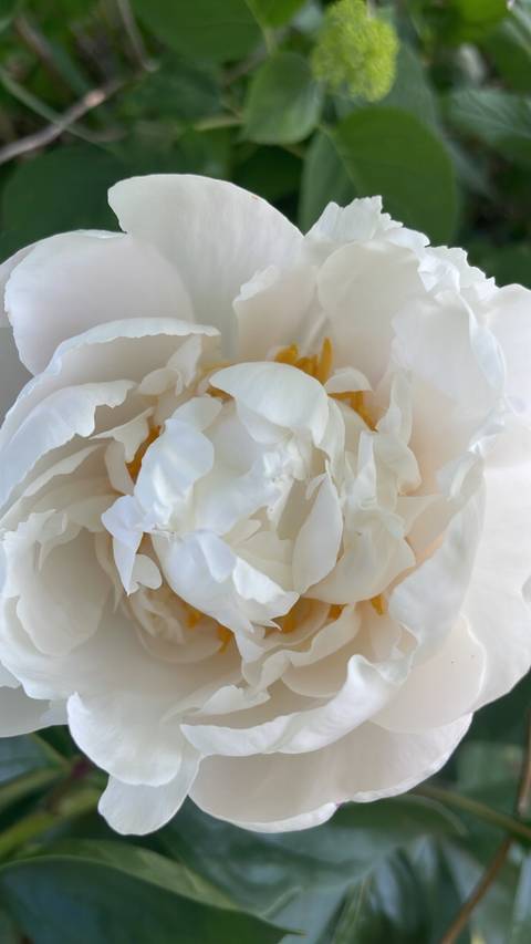 @izzybelltheoriginal nude izzybelltheoriginal nude