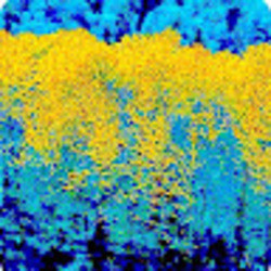 Fern profile picture