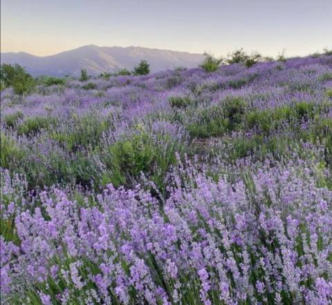 @lavenderbunnyx nude lavenderbunnyx nude