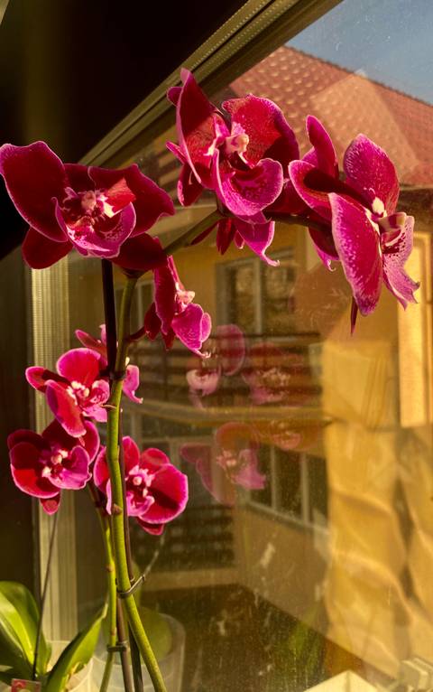 @catwithblueyesk nude catwithblueyesk nude