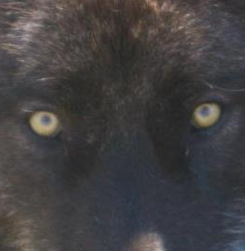 TheWolvesOfYourDreams profile picture
