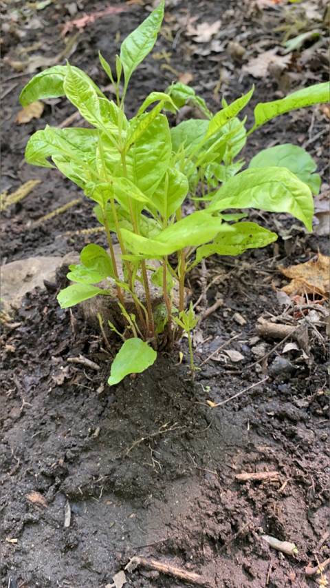 @nudeforestman nude nudeforestman nude