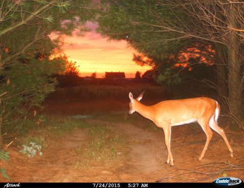 @cyberiariley nude cyberiariley nude