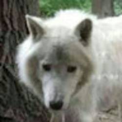 @wolfisz @wolfisz