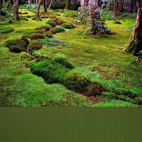 @faemoss nude faemoss nude