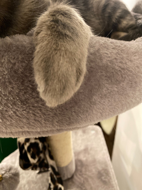 Kitty feet profile picture