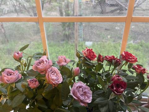 @violetsbackuppage nude violetsbackuppage nude