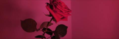 @foreignrose415 nude foreignrose415 nude