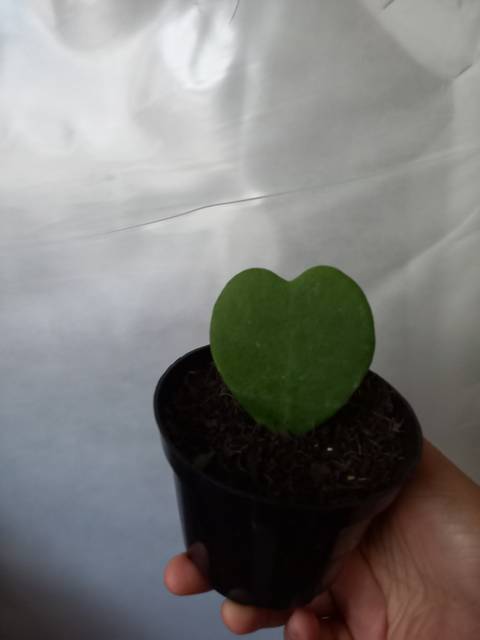 @letysants @letysants