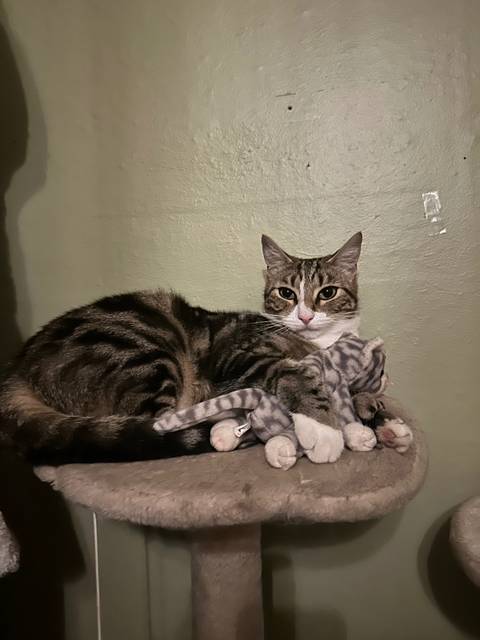 @kittengirluwu @kittengirluwu